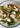 Summer Pasta Salad